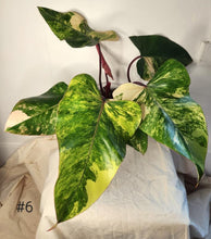 Charger l&#39;image dans la galerie, Philodendron Strawberryshake
