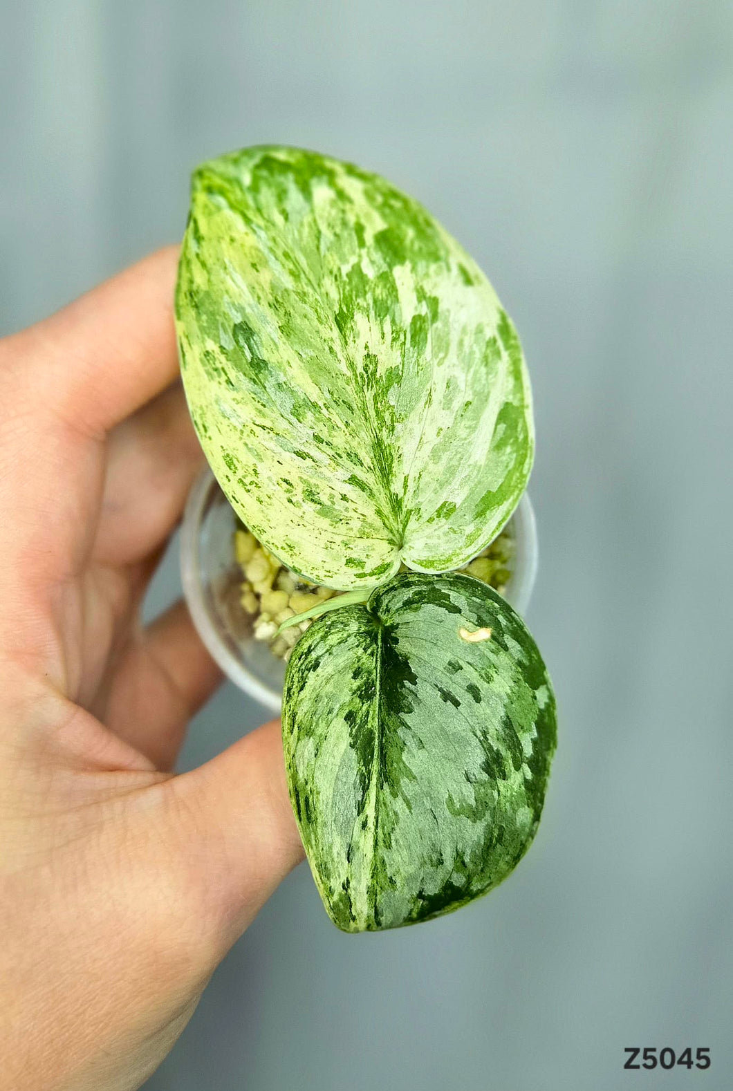 Scindapsus Peasun #Z5045