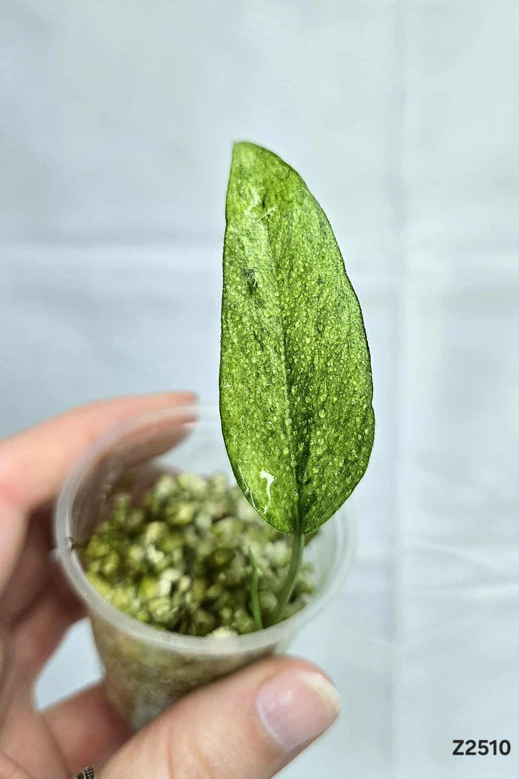 Monstera Laniata Mint #Z2510