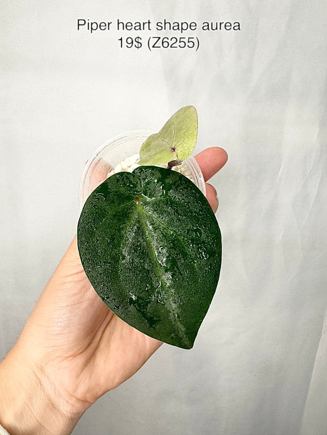 Piper Aurea Hearted Shape #Z6255