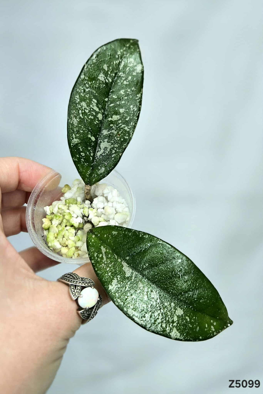 Hoya Carnosa Splash ⭐️ #Z5099