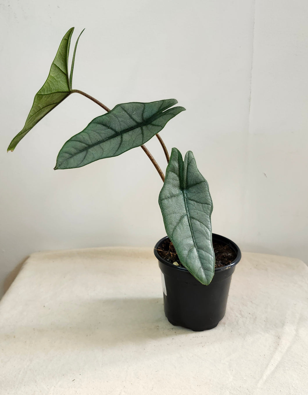 Alocasia corazon