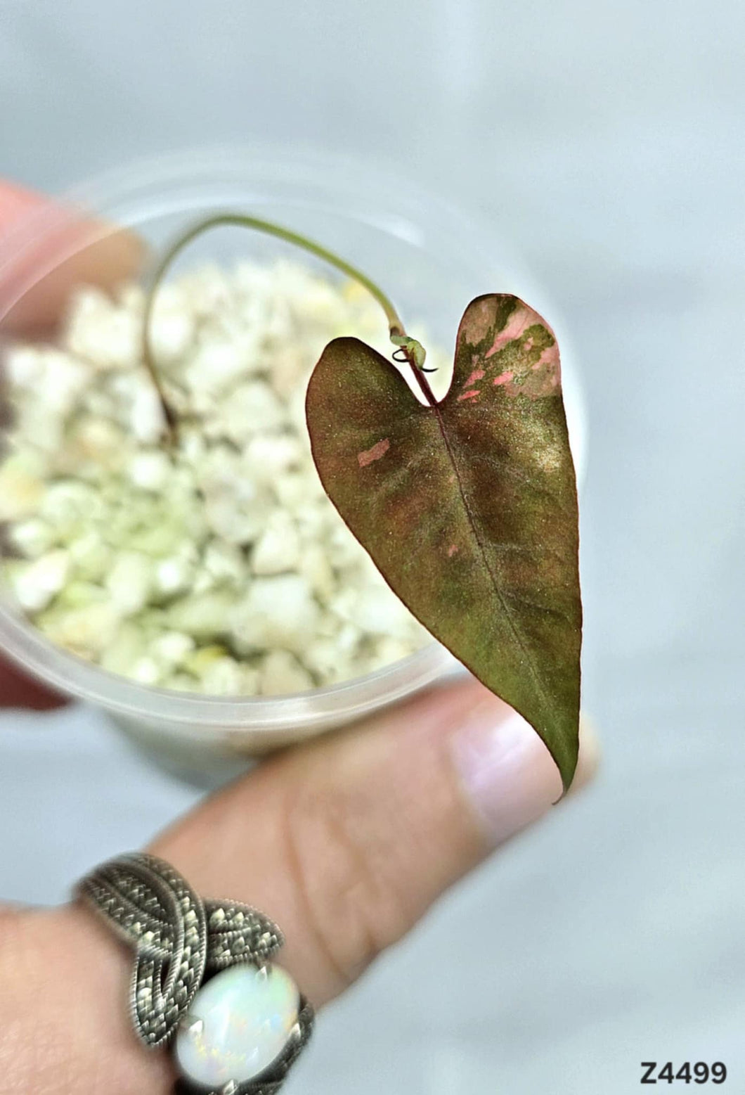 Fallopia Multiflora Variegata #Z4499