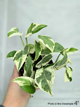 Charger l&#39;image dans la galerie, Pothos Pearl N’Joy
