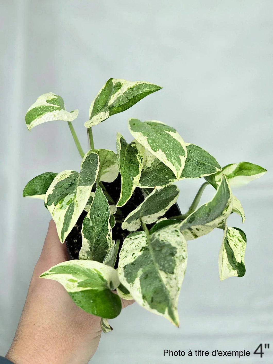 Pothos Pearl N’Joy