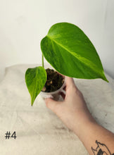 Charger l&#39;image dans la galerie, Monstera aurea
