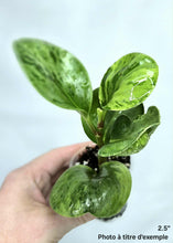 Charger l&#39;image dans la galerie, Peperomia obtusifolia marble⭐️
