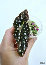 Load image into Gallery viewer, Bégonia Maculata Pink #Z5843
