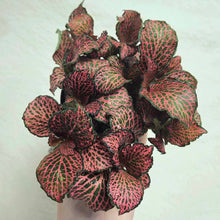 Charger l'image dans la galerie, Plante Fittonia rouge aux feuilles ovales à nervures fines roses
