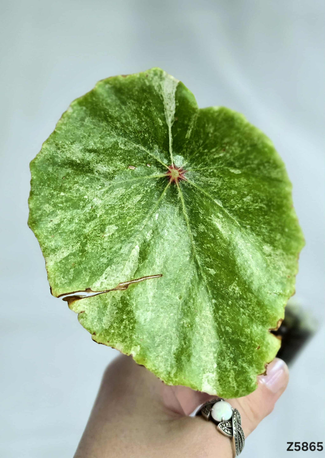 Bégonia Rouge Variegata #Z5865