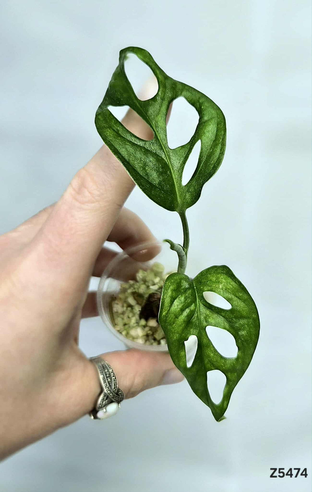 Monstera Adansonii Mint #Z5474