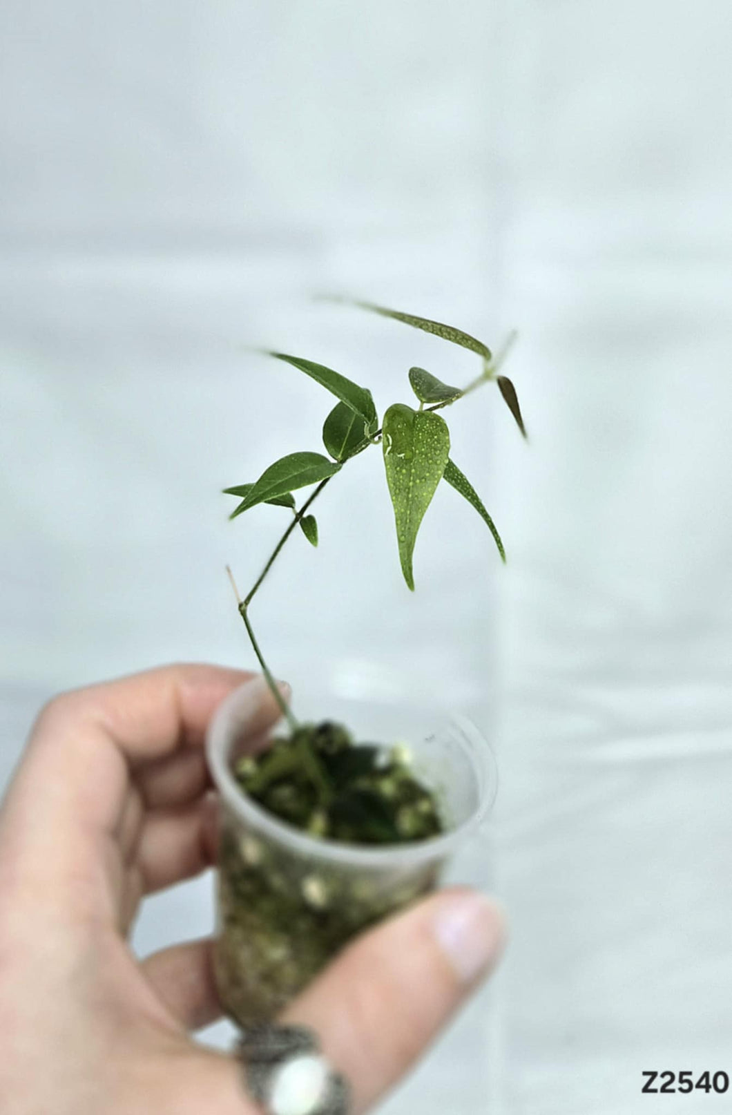 Hoya Leucantha PNG ⭐️ #Z2540