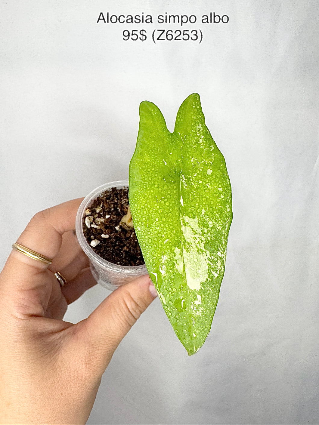 Alocasia simpo albo Z6253