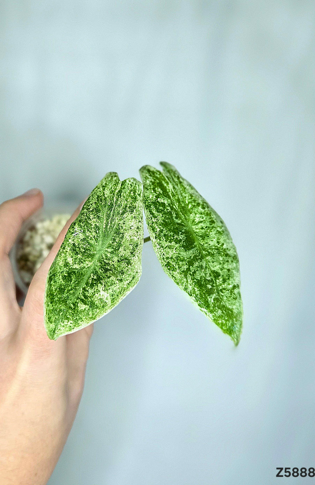 Alocasia Longiloba Mint #Z5888