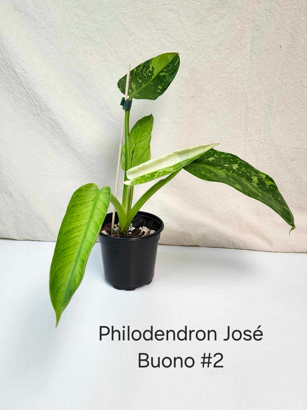 Philodendron jose buono  #2