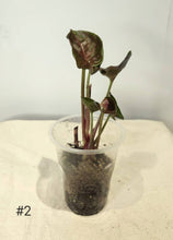 Charger l&#39;image dans la galerie, Syngonium Strawberryice
