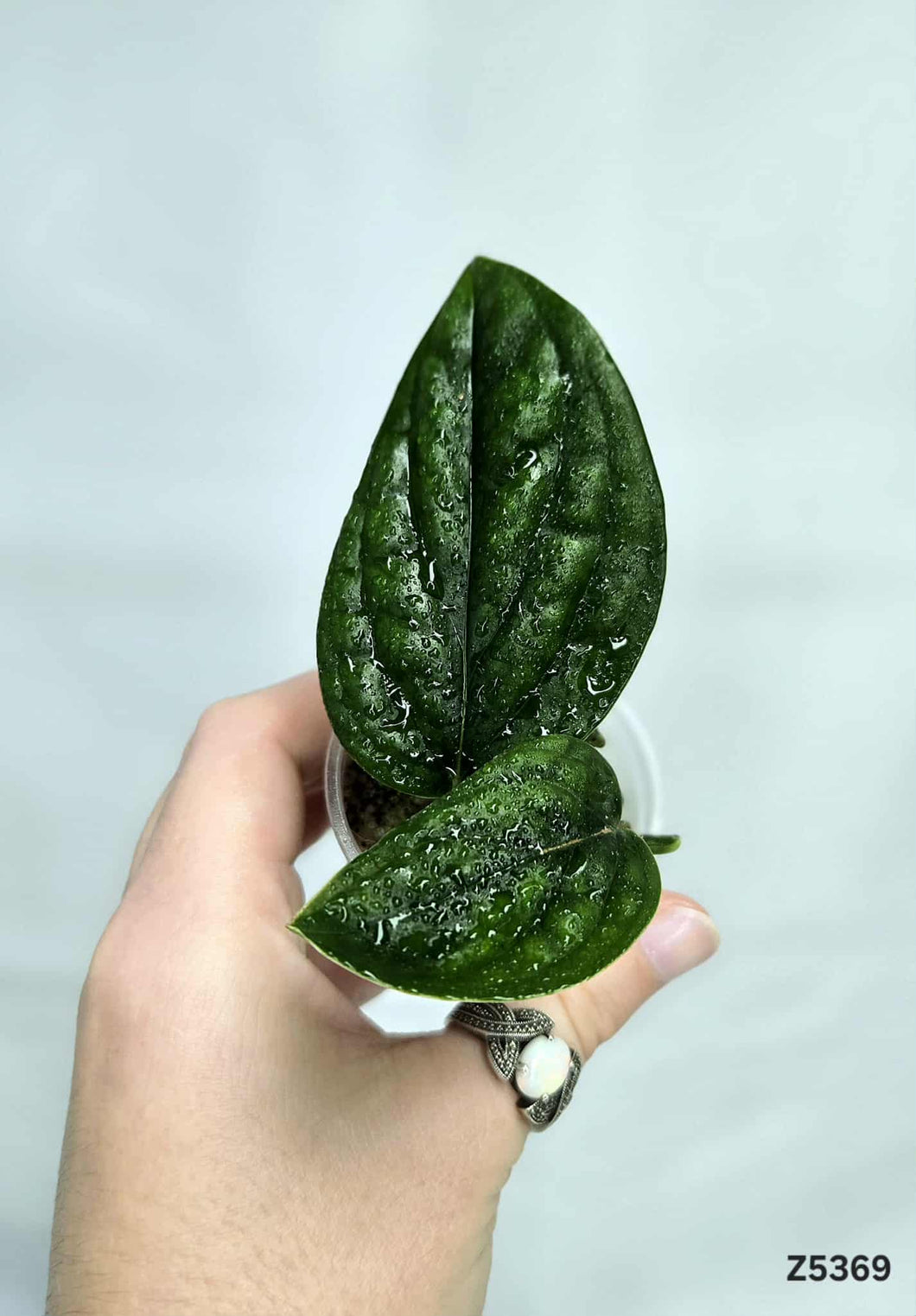 Monstera Péru #Z5369