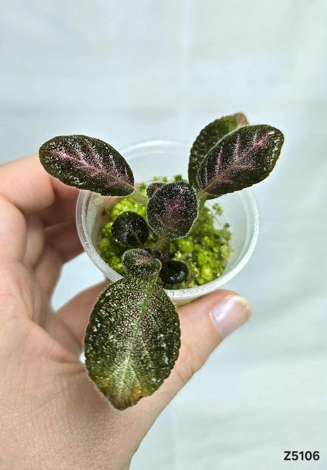 Episcia Show Time #Z5106