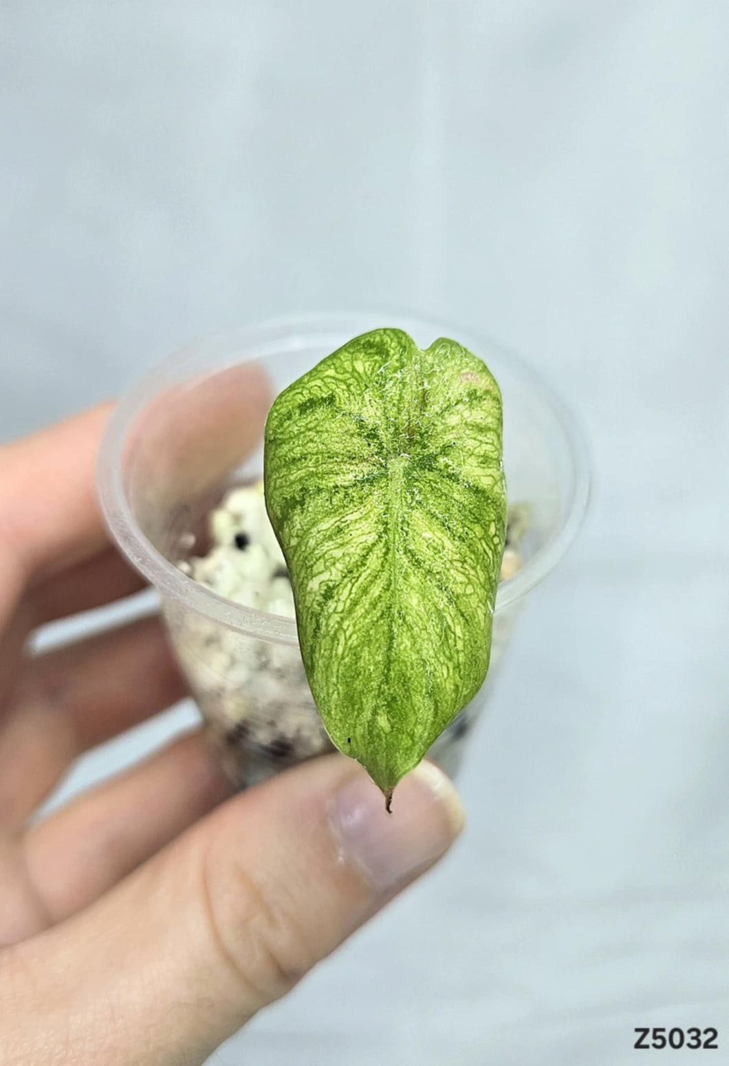 Alocasia Pink Dragon Aurea #Z5032
