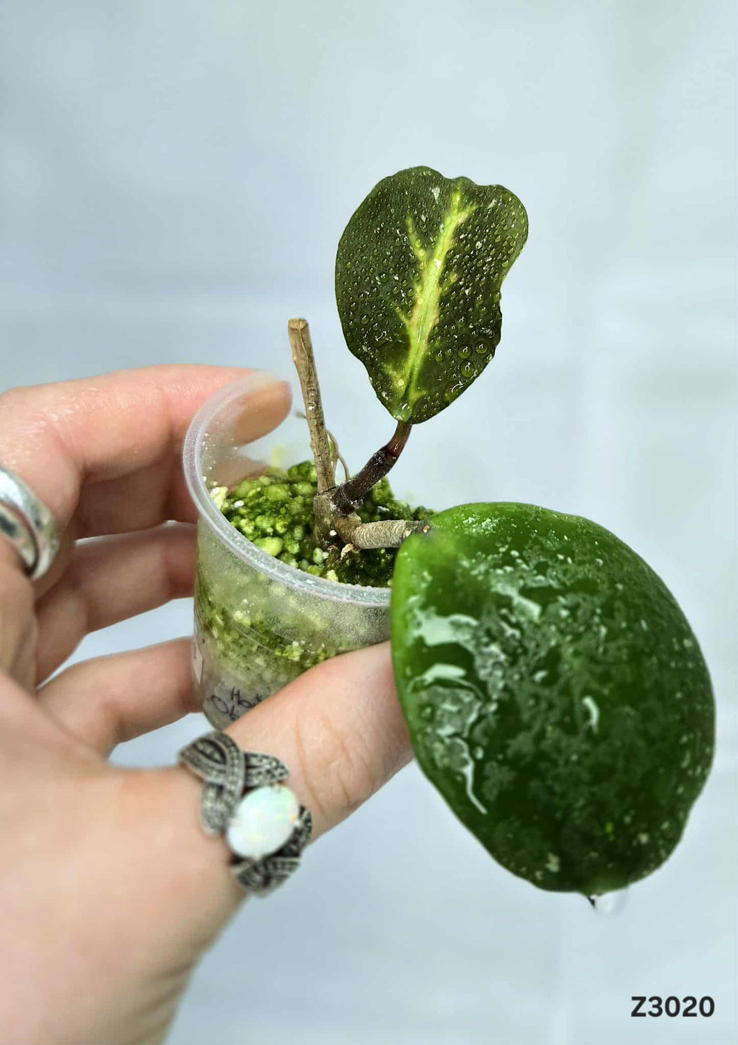 Hoya Obovata ⭐️ #Z3020
