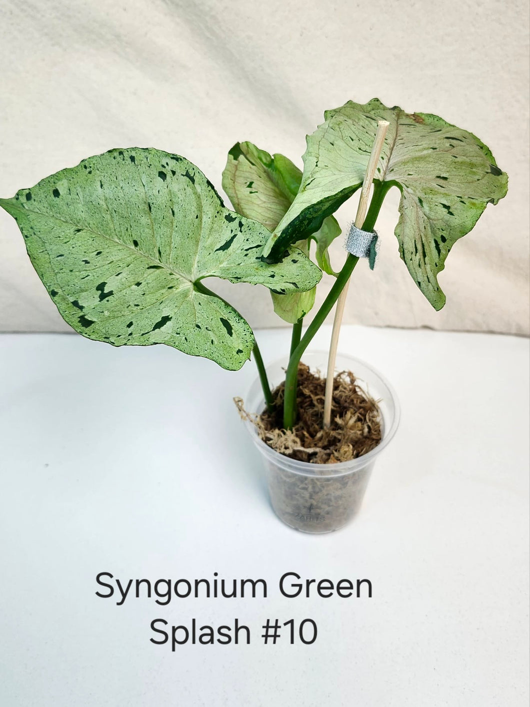 Syngonium green splash #10