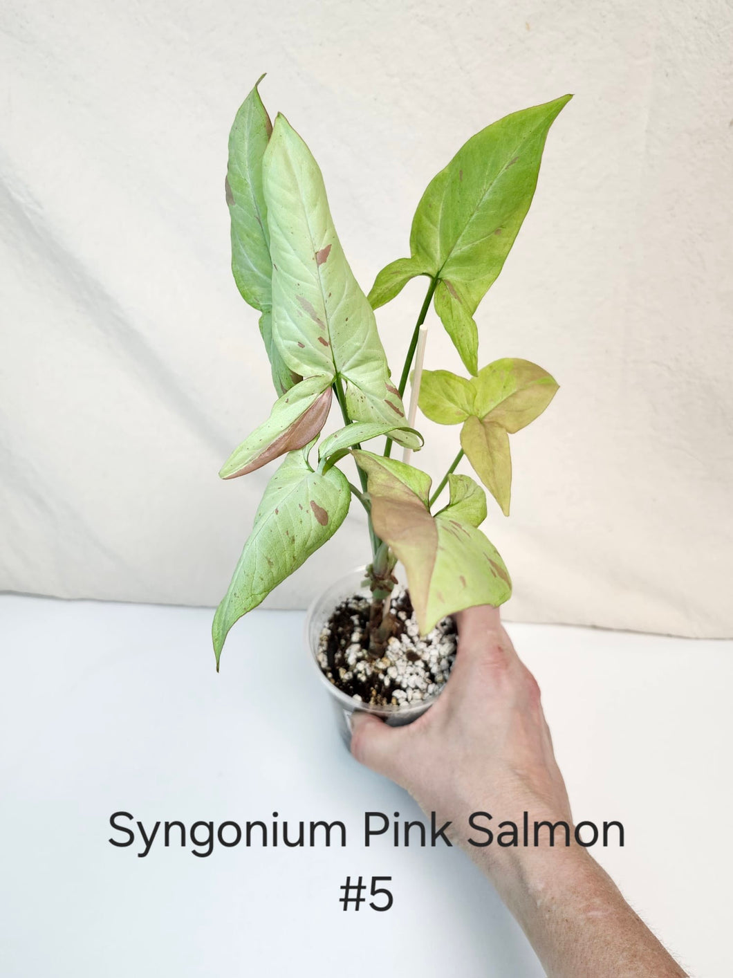 Syngonium pink salmon #5