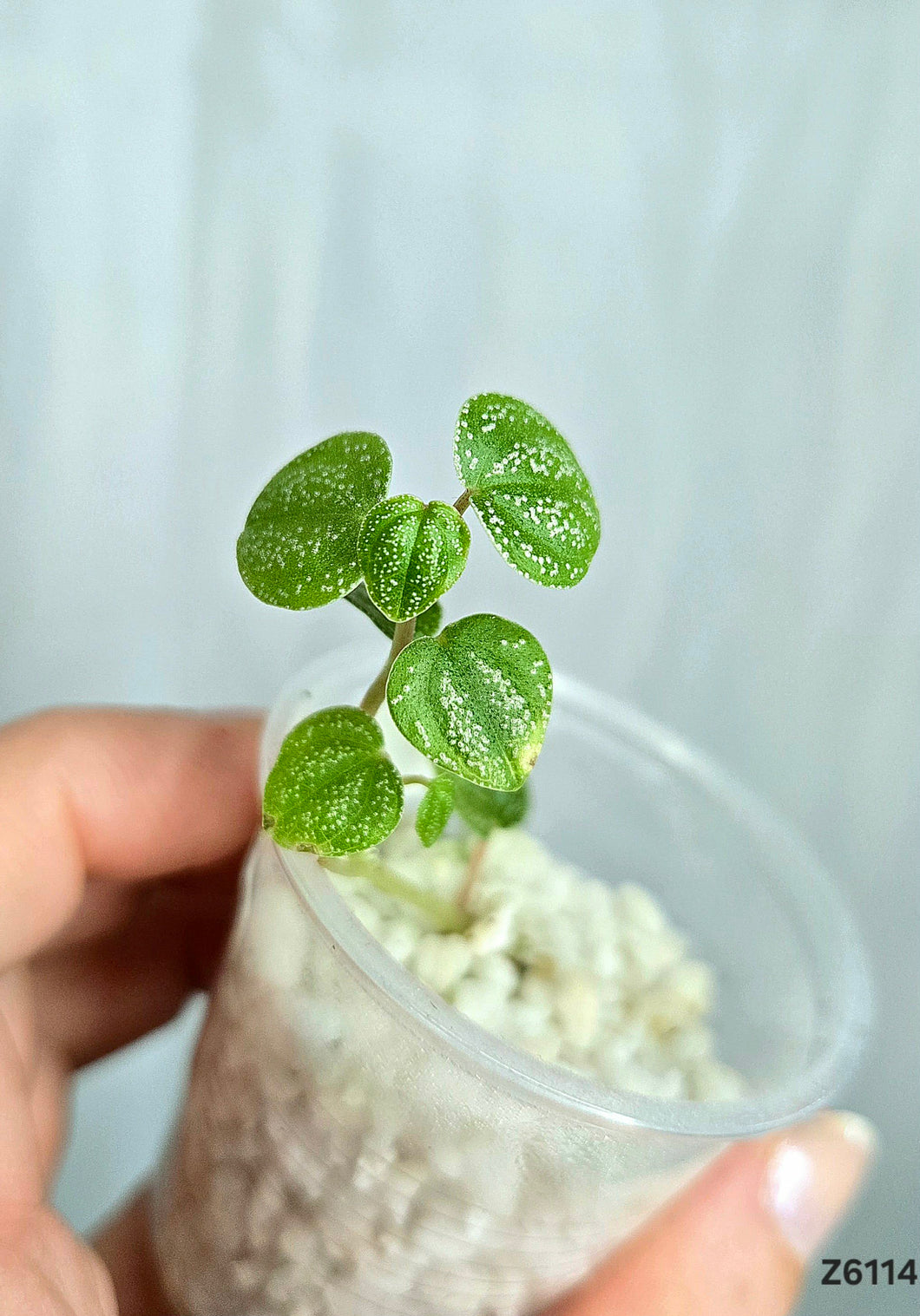 Peperomia Antoniana Green #Z6114
