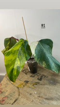 Charger l&#39;image dans la galerie, Philodendron Strawberryshake
