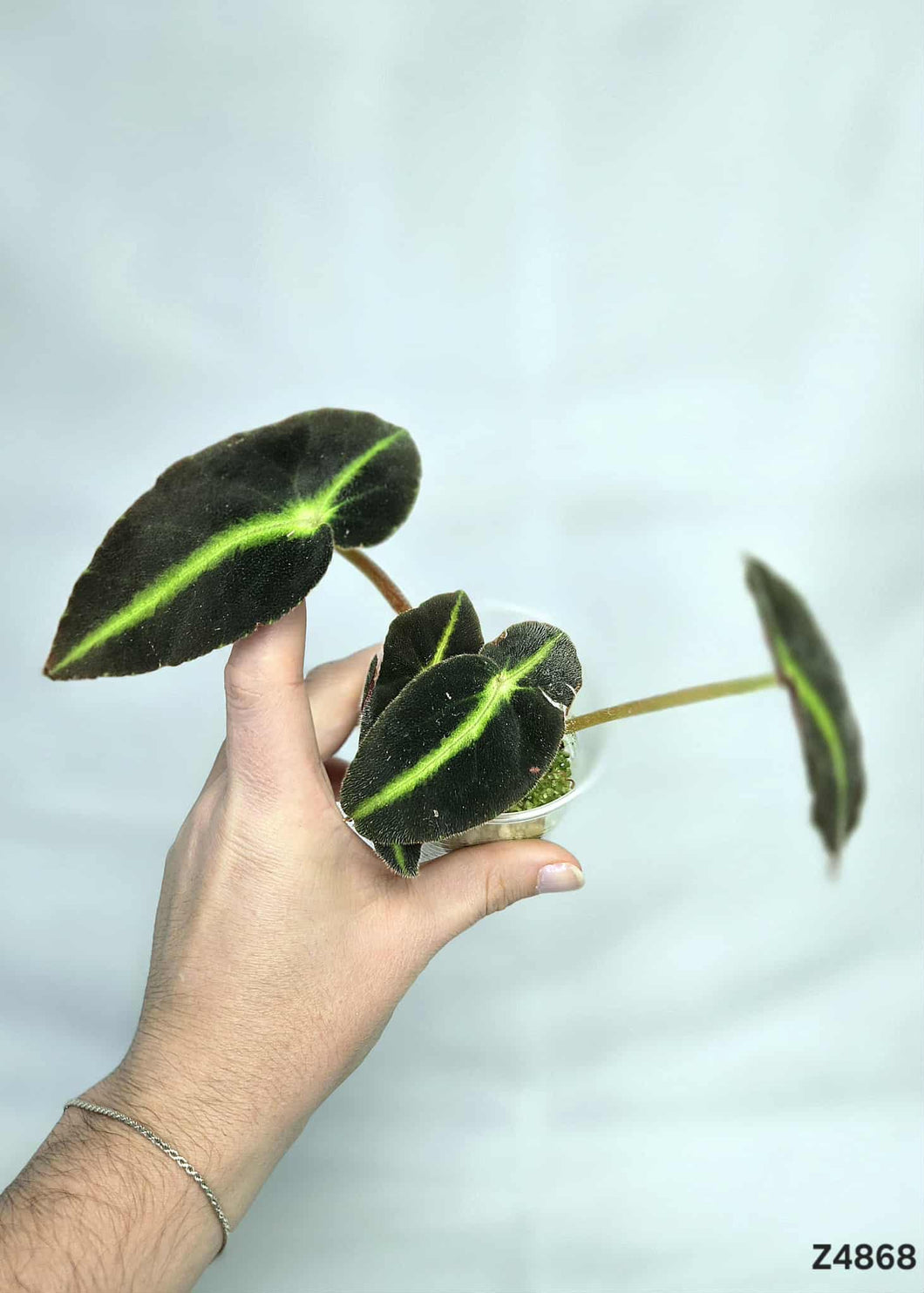 Bégonia Listada #Z4868