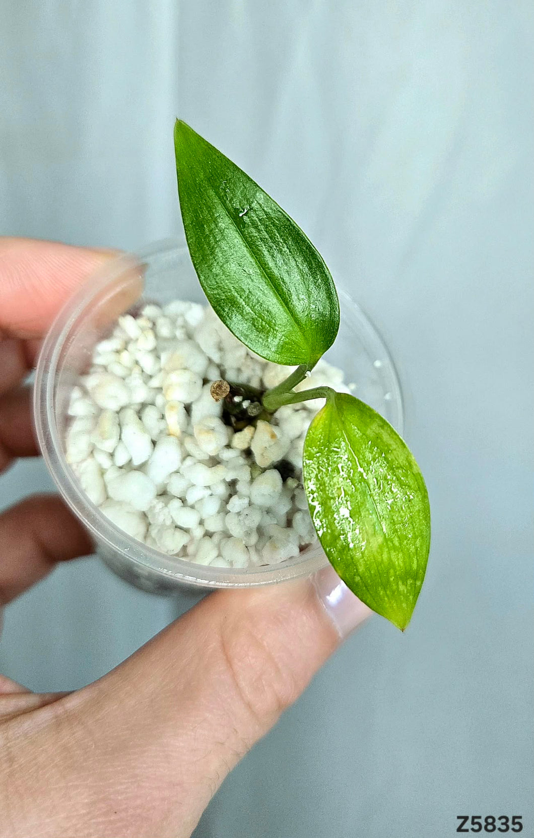 Epipremnum Amplissimum Variegata #Z5835