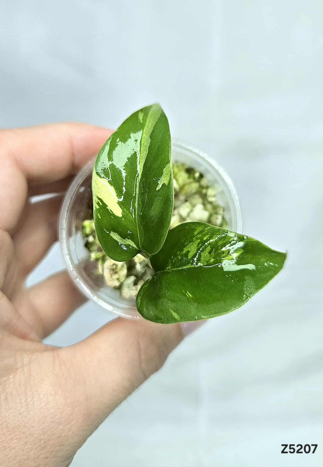 Raphidophora Tetrasperma Variegata #Z5207
