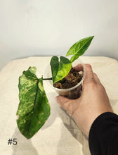 Charger l&#39;image dans la galerie, Syngonium aurea
