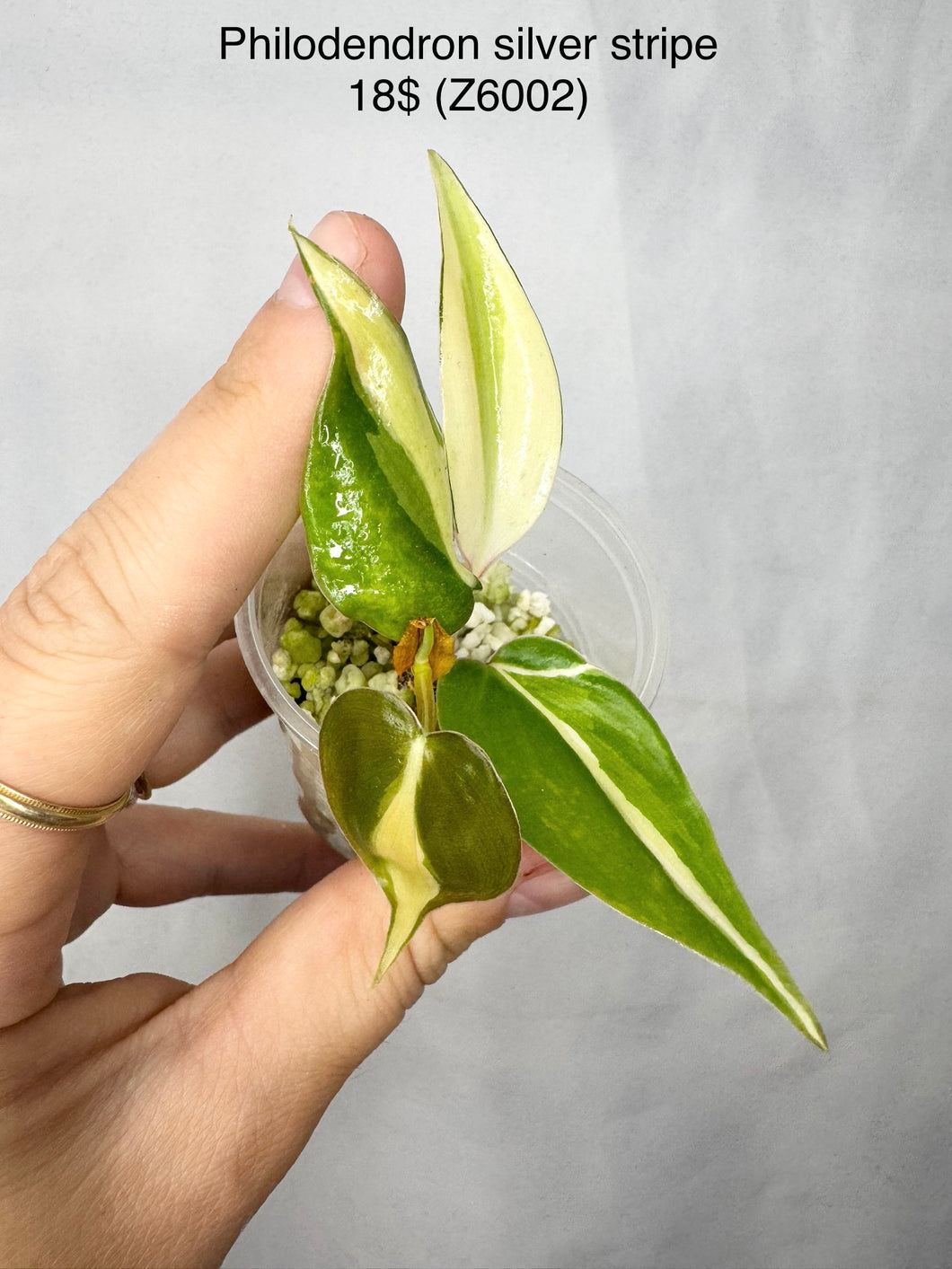 Philodendron Silver Stripe #Z6002