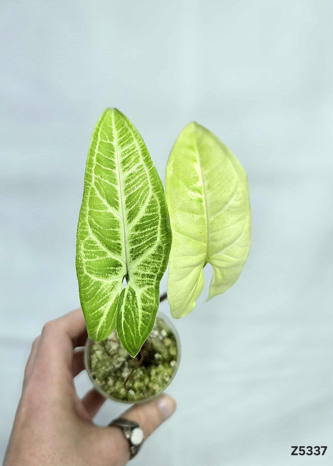 Syngonium Batik Variegata  #Z5337