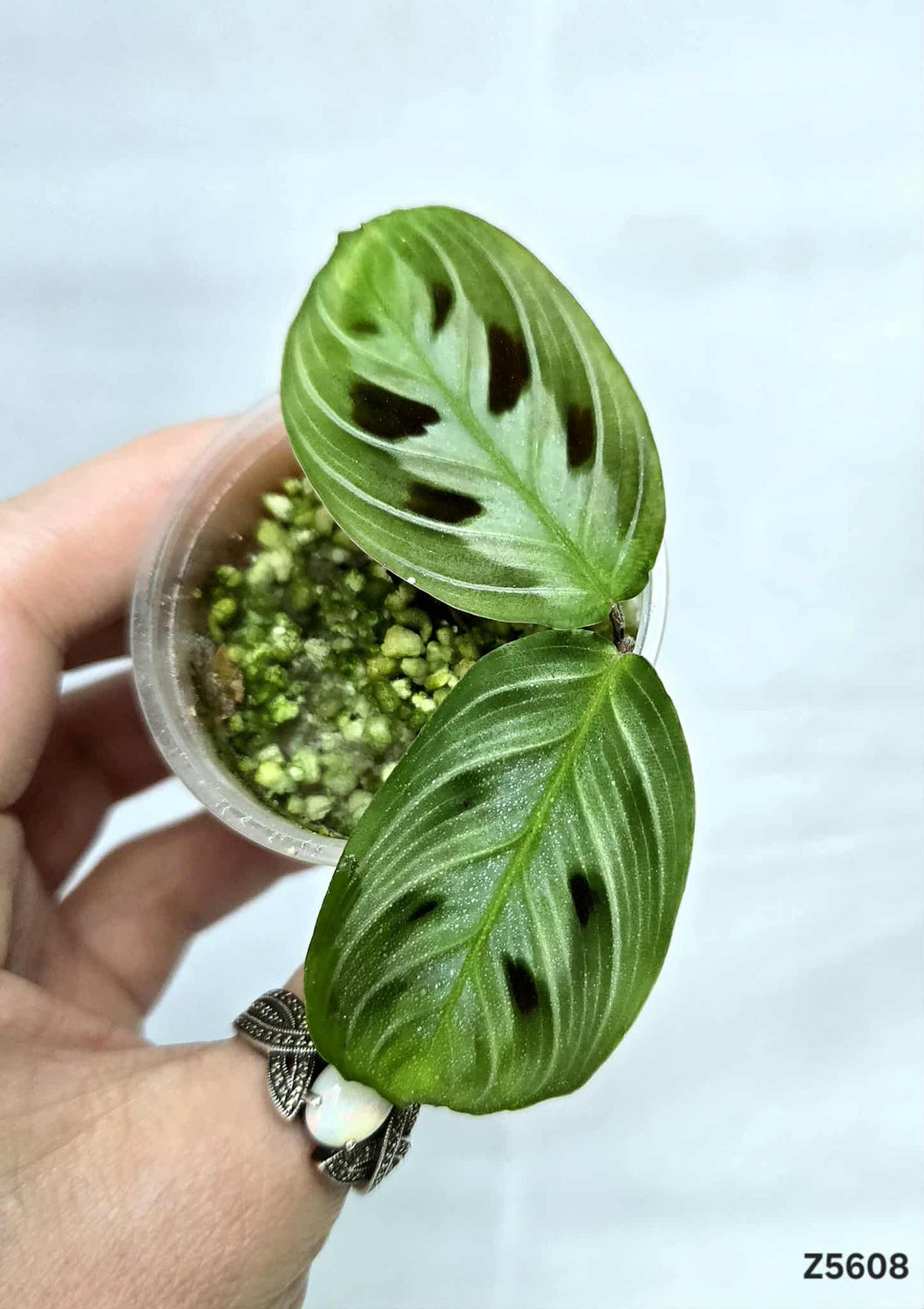 Maranta Noire ⭐️ #Z5608