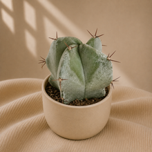 Charger l'image dans la galerie, Cactus en pot, coussin vert à deux lobes avec petites pointes
