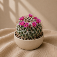 Load image into Gallery viewer, Cactus Mammillaria Scrippsiana en pot beige, boule épineuse avec fleurs rose vif
