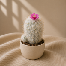 Load image into Gallery viewer, Cactus vieil homme des Andes en pot beige, fleurs roses et aiguillons clairs
