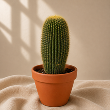 Load image into Gallery viewer, Cactus en pot en terre cuite, plante vert en forme de baril
