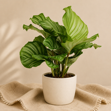 Charger l'image dans la galerie, Calathea Orbifolia 🐾
