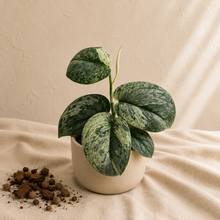 Load image into Gallery viewer, Scindapsus Silver Dark Cloud Variegata
