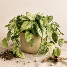 Load image into Gallery viewer, Scindapsus Crème Brûlée
