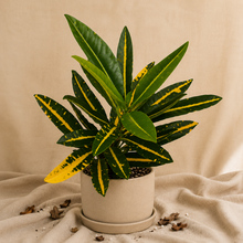 Charger l'image dans la galerie, Plante Croton en pot : feuilles vertes avec nervures jaunes tachetées
