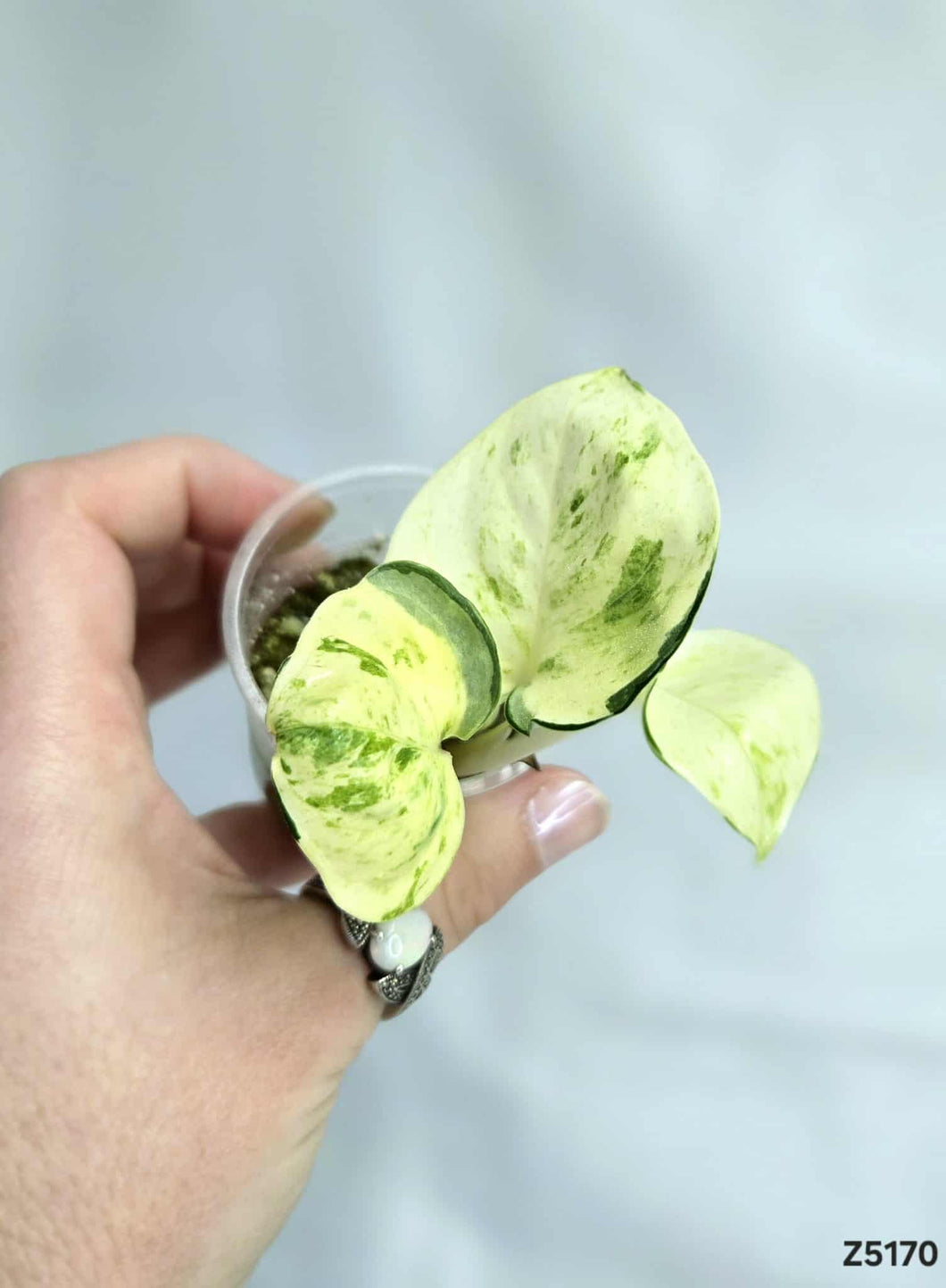 Pothos Manjula #Z5170
