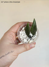 Load image into Gallery viewer, Hoya Parviflora ⭐️
