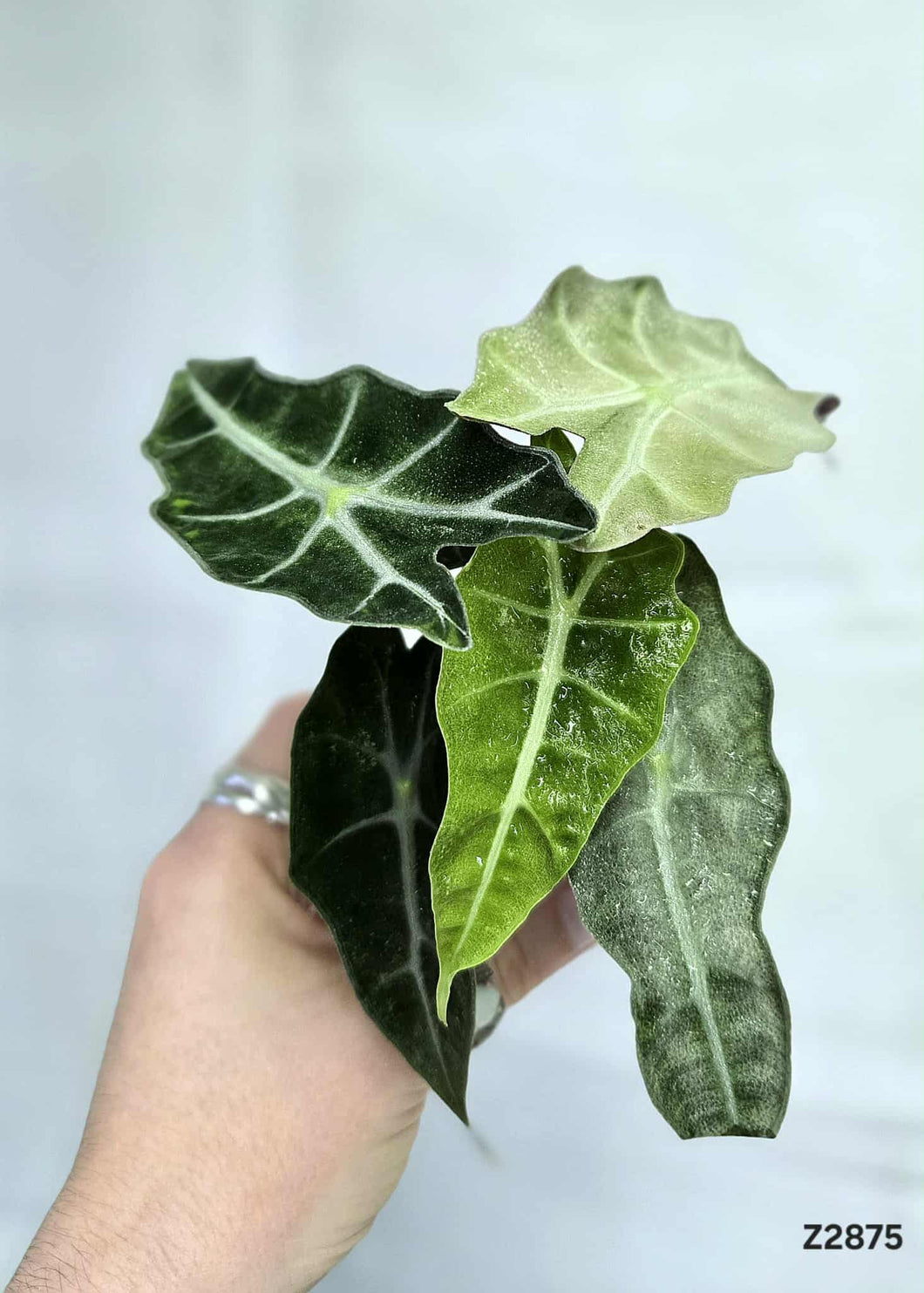 Alocasia Amazonica Mint #Z2875