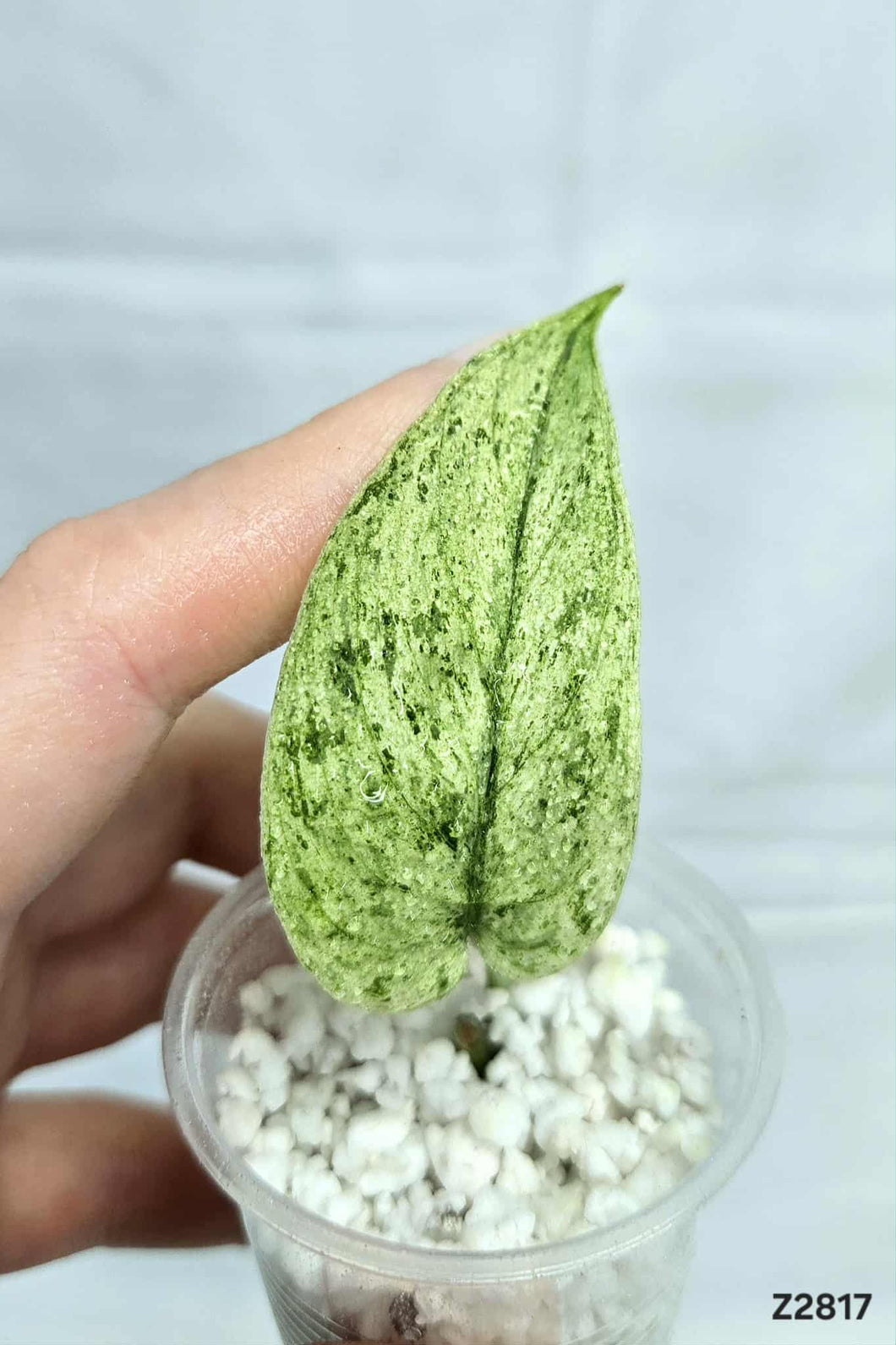 Scindapsus Jade Satin Marble #Z2817