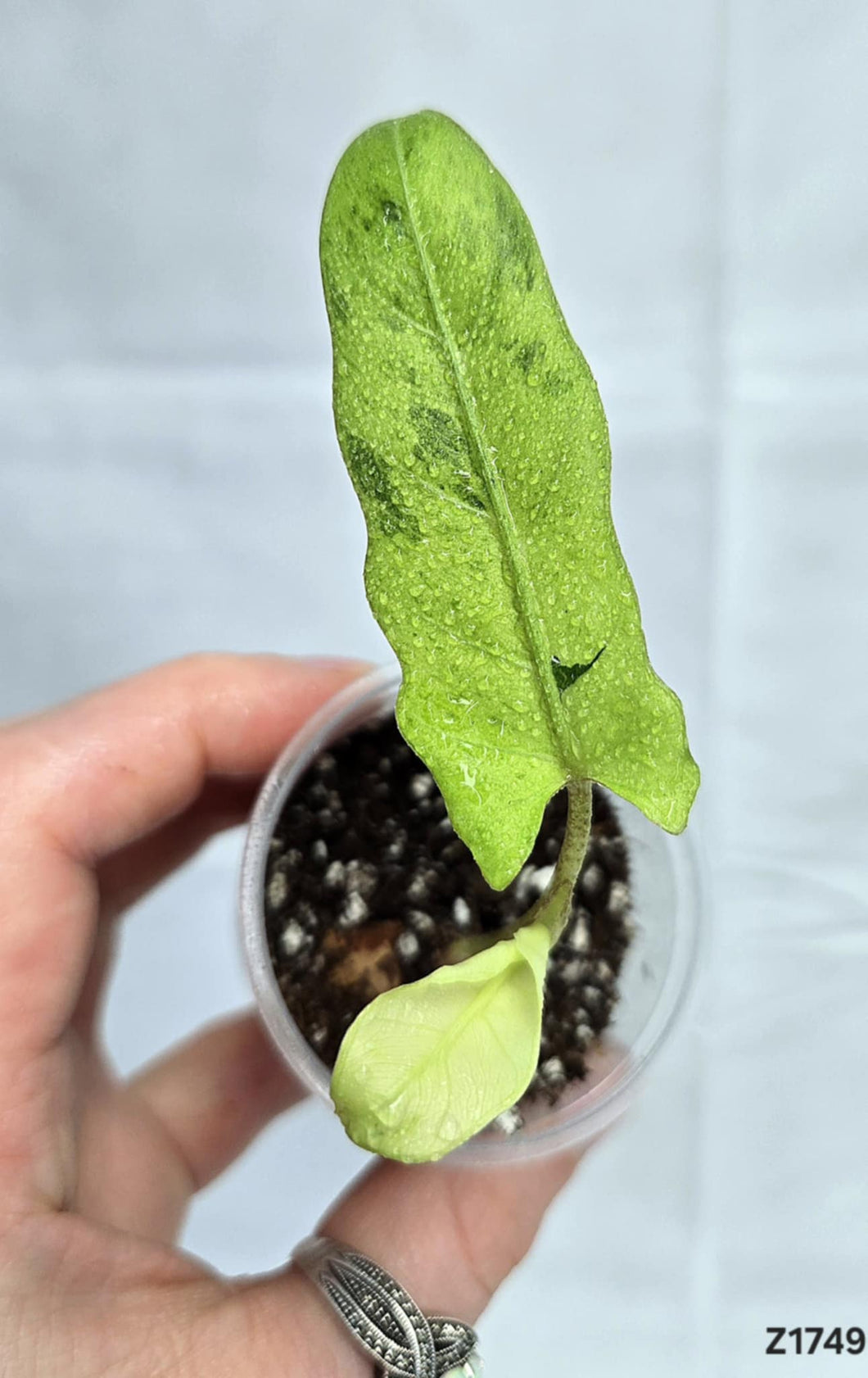 Alocasia Lauterbachiana Variegata #Z1749