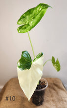 Charger l&#39;image dans la galerie, Alocasia macrorrhiza variegata

