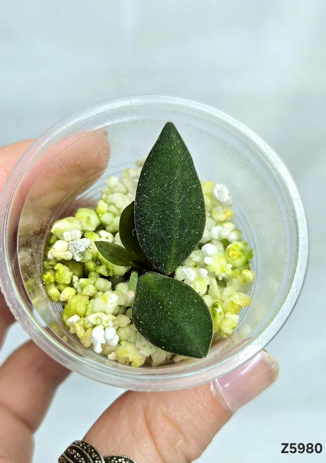 Hoya Bilobata ⭐️ #Z5980